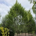 Carpinus betulus 'Frans Fontaine'   (Fastigiata) - juli 2026