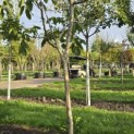 Juglans regia 'Cyril' - Foto 1