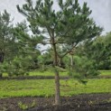 Pinus nigra 'Nigra' - 9