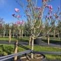Magnolia 'Susan' - 6