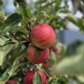 Malus domestica 'Elstar' - 1