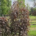 Fagus sylvatica 'Purple Fountain' - 5 mei 2026