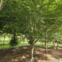 Carpinus betulus - 1