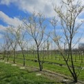 Prunus domestica Reine Claude 'Verte' - 1