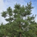 Pinus sylvestris - Foto 3