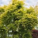 Acer palmatum 'Ueno Yama' - Foto 3