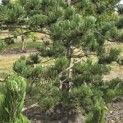 Pinus nigra Oregon Green - Foto 3