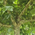 Platanus hispanica - 2