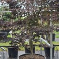 Acer palmatum 'Bloodgood' - 2