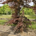Fagus sylvatica 'Atropunicea' - 6