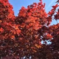 Acer palmatum 'Bloodgood' - Foto 5