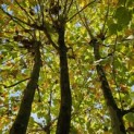 Platanus x Hispanica - 1