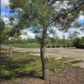 Pinus sylvestris - Foto 2