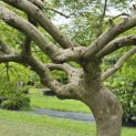 Acer palmatum 'Dissectum' - 2