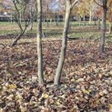 Platanus hispanica - 1
