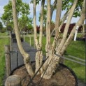 Heptacodium miconioides - 1