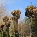 Salix Alba - 1