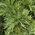 Sequoiadendron giganteum - 5