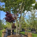 Parrotia persica - 3