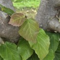 Parrotia persica 'Bella' - 4