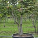 Parrotia persica 'Bella' - 5