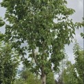 Prunus 'Sunset Boulevard' - Foto 4