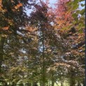 Fagus sylvatica 'Atropunicea' - Foto 2