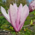 Magnolia 'Susan' - 2