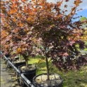 Acer palmatum 'Bloodgood' - Foto 3