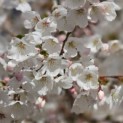 Prunus 'The Bride' - Foto 5
