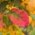 Parrotia persica - 4