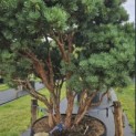 Pinus sylvestris 'Watereri' - 1