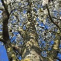 Prunus Umineko - Foto 1