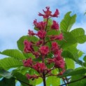 Aesculus x carnea 'Briotii' - 1