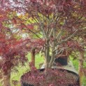 Acer palmatum 'Atrolineare' - 1
