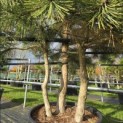 Pinus nigra 'Nigra' - 8