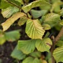 Corylus Avellana 'Aurea' - 3