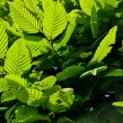 Carpinus betulus - impressie jong blad