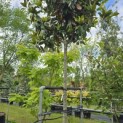 Magnolia grandiflora 'Galissonnière' - 2