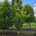 Fagus sylvatica 'Dawyck Gold' - 1