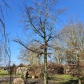 Fagus sylvatica - 3