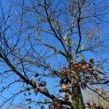 Fagus sylvatica - 2