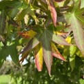 Liquidambar styraciflua 'Worplesdon' - 5