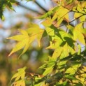 Acer palmatum - 1