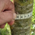 Juglans regia 'Lange van Lod' - Foto 4