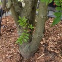 Zanthoxylum simulans - Foto 1