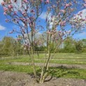 Magnolia 'Susan' - 2