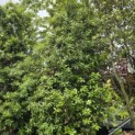Quercus ilex - 4