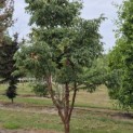 Acer griseum - Foto 4