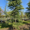 Cedrus deodara 'Aurea' - 1